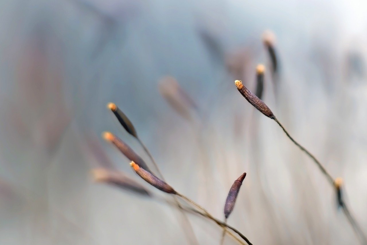 moss, flower background, hd wallpaper-8133106.jpg